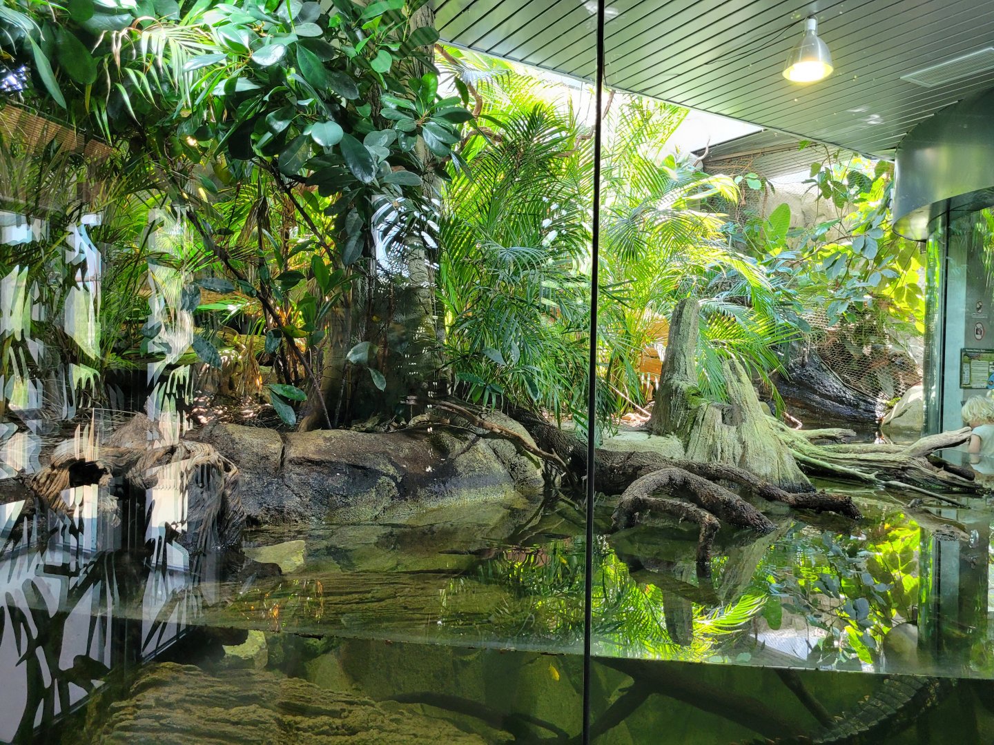 Slender-snouted crocodile exhibit -Réserve Africaine de Sigean (2022)