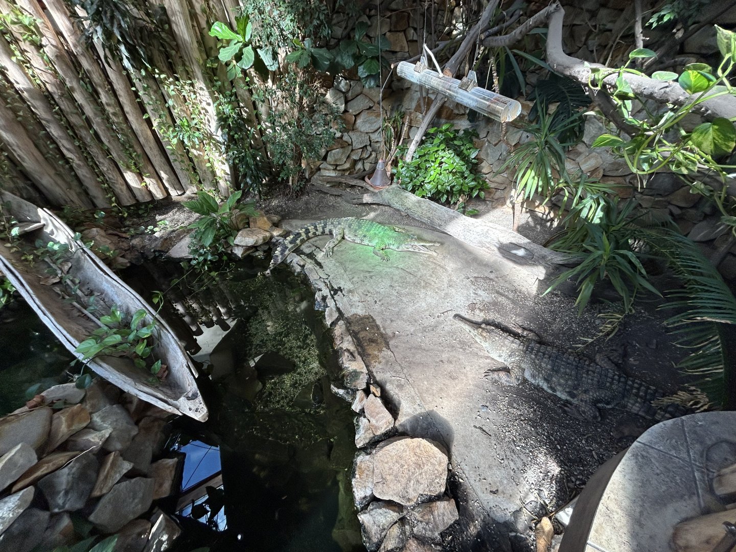 Slender-snouted Crocodile Exhibit - Tanganyika House