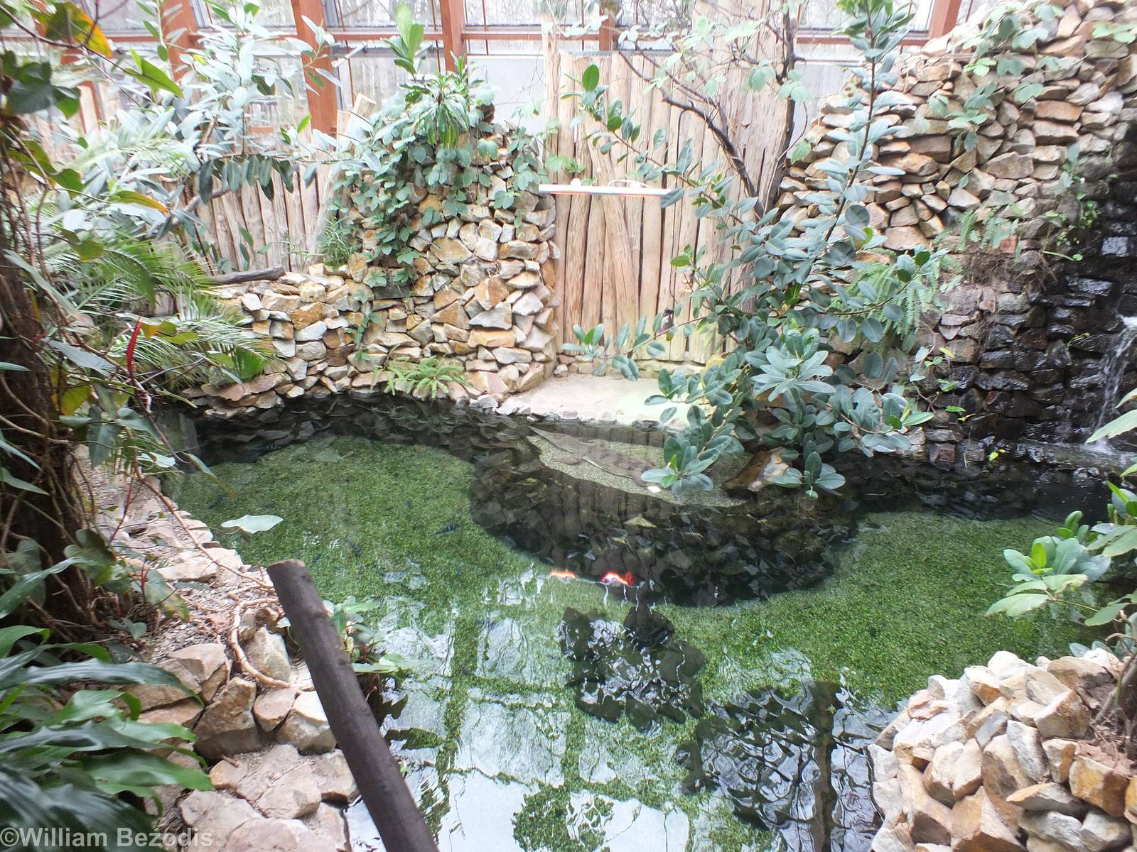 Slender Snouted Crocodile Exhibit - Tanganyika