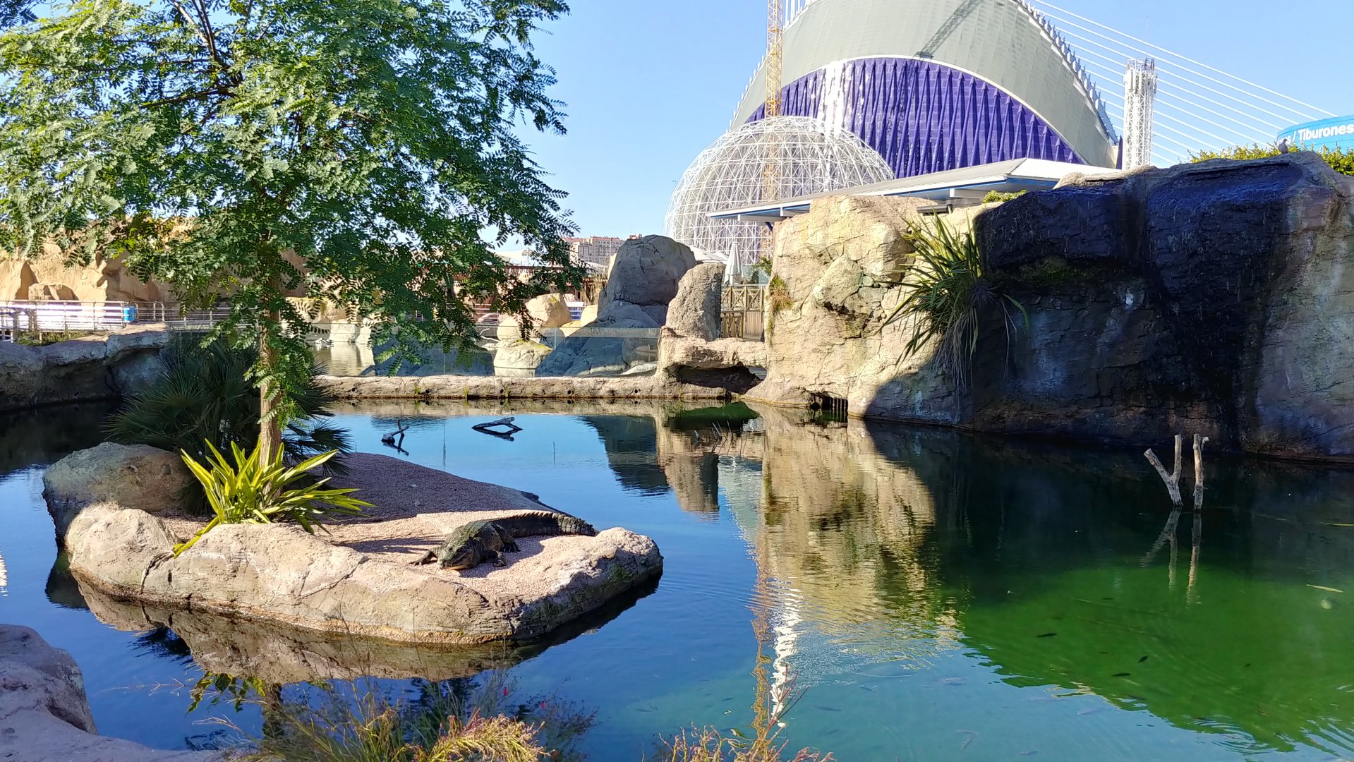 Slender-snouted crocodile exhibit