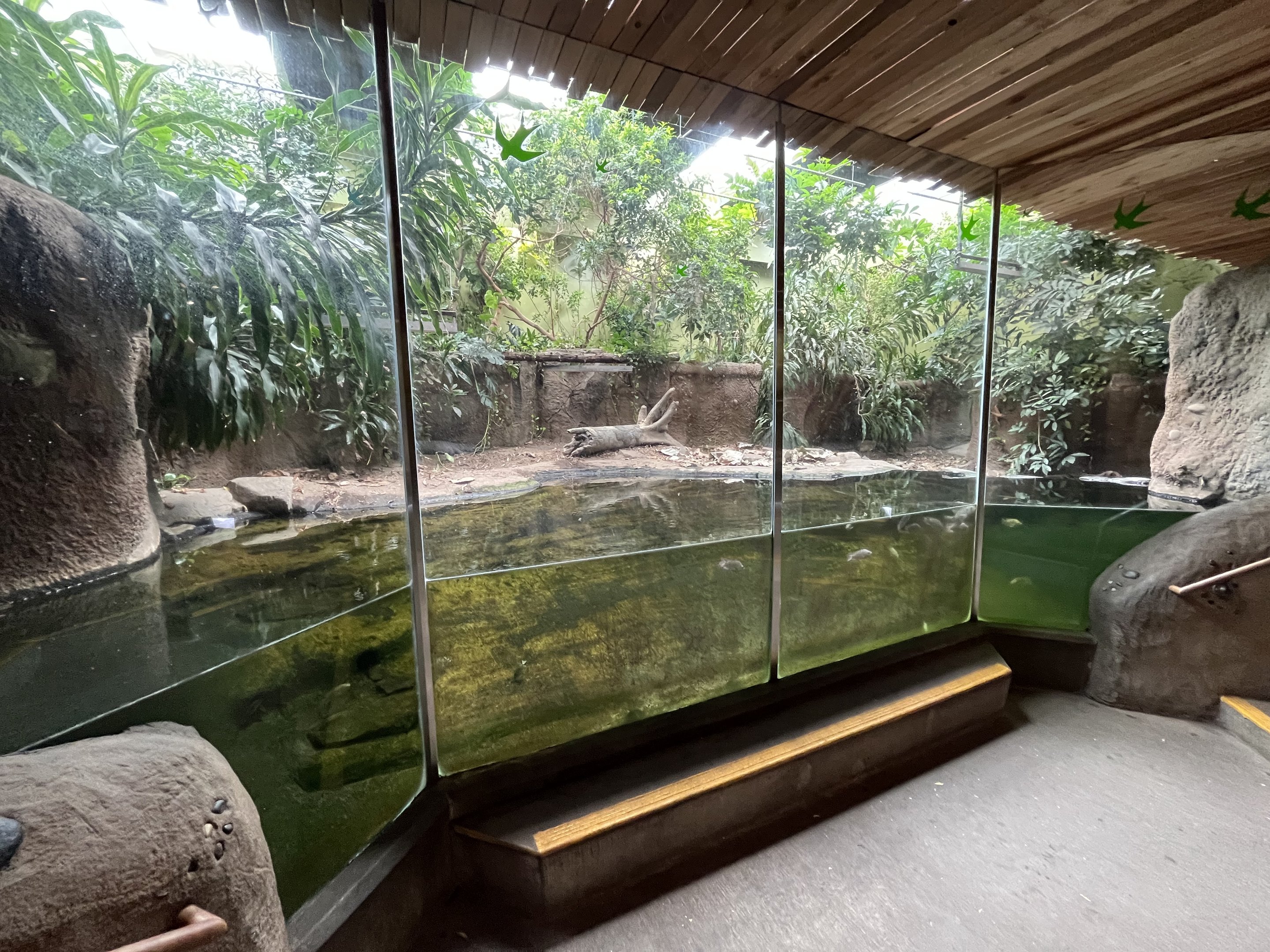 Slender-snouted Crocodile Exhibit