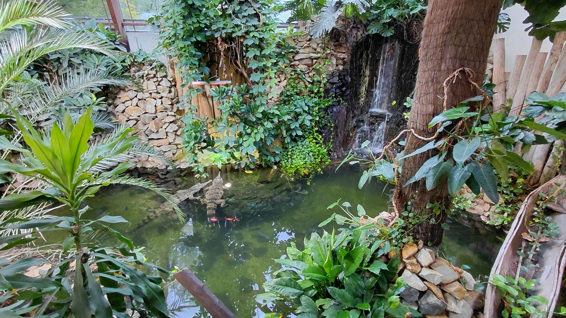 Slender-snouted crocodile exhibit