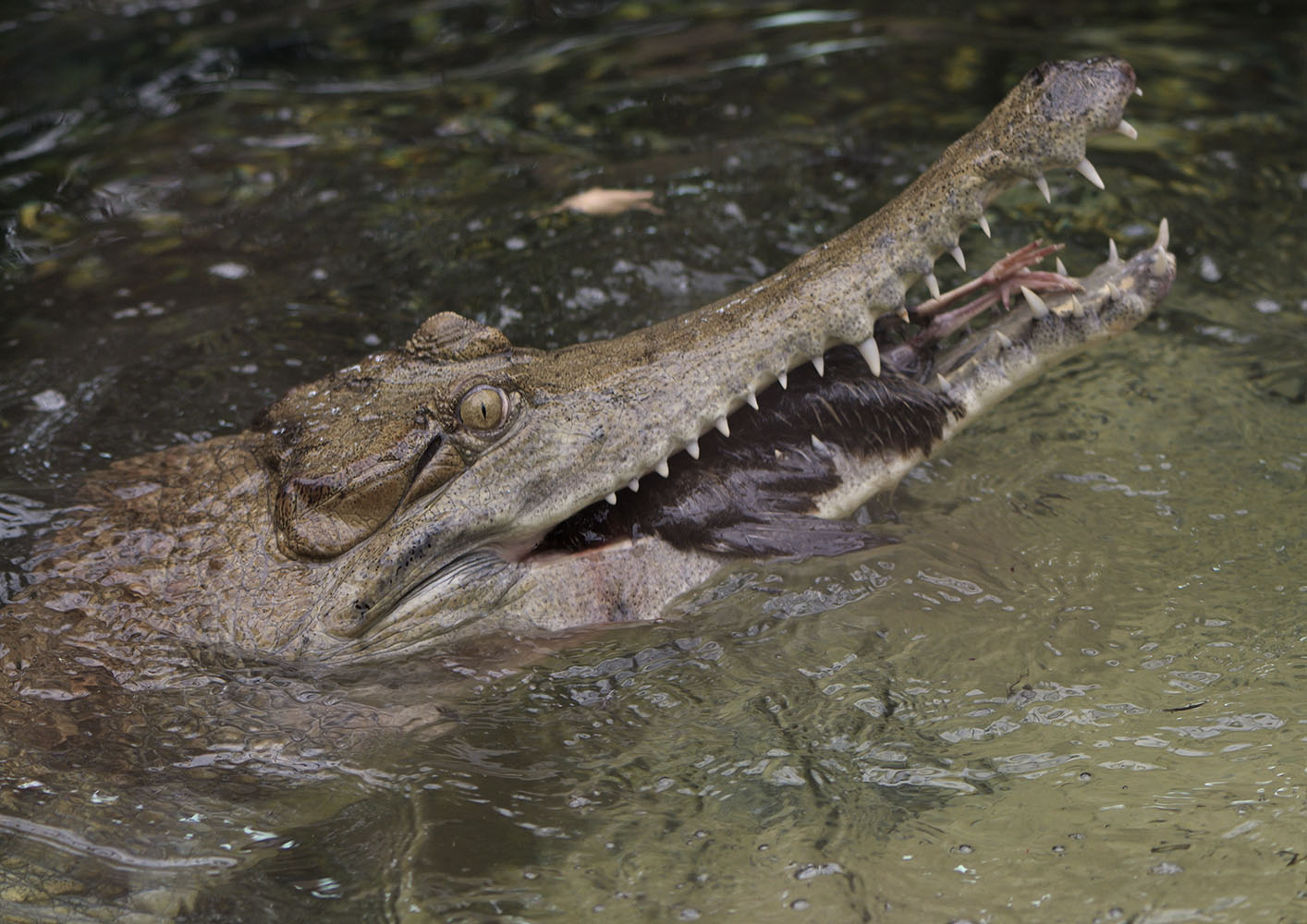 Slender-snouted crocodile feed