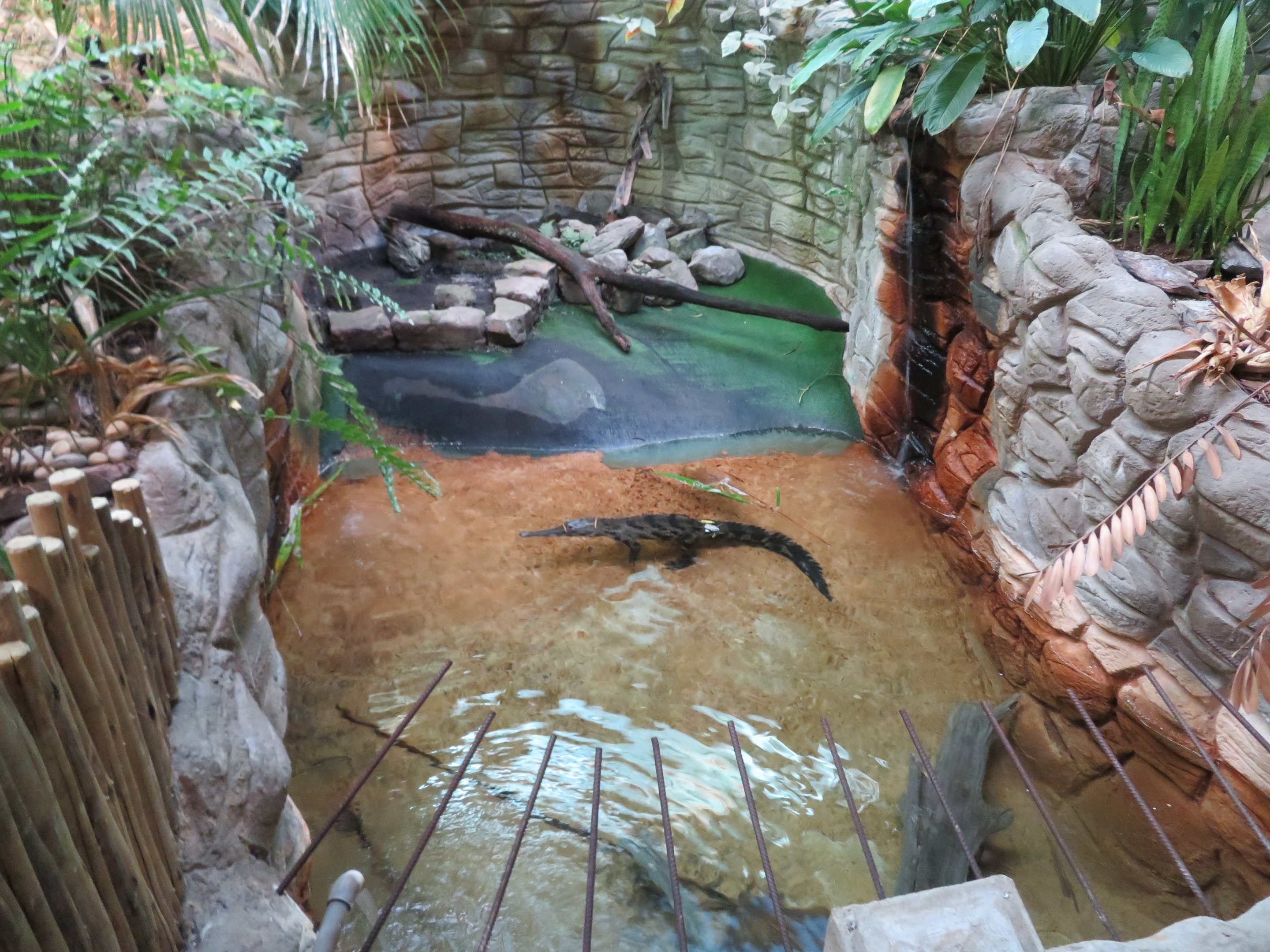 Slender-snouted Crocodile Grotto