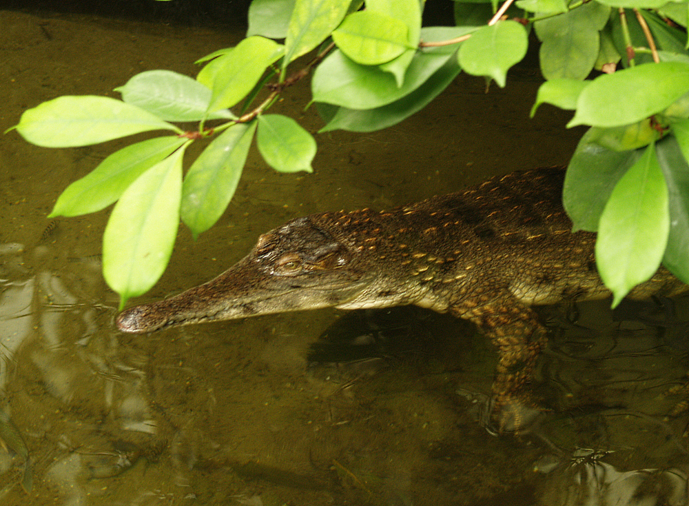 Slender-snouted crocodile (Mecistops cataphractus), 2006-07-08
