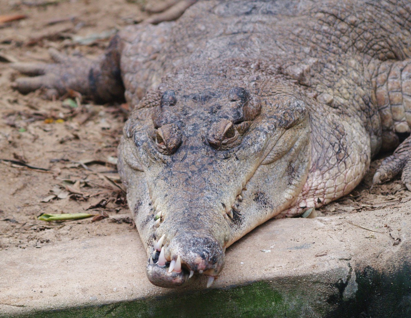 Slender-snouted crocodile (Mecistops cataphractus), 2009-04-19