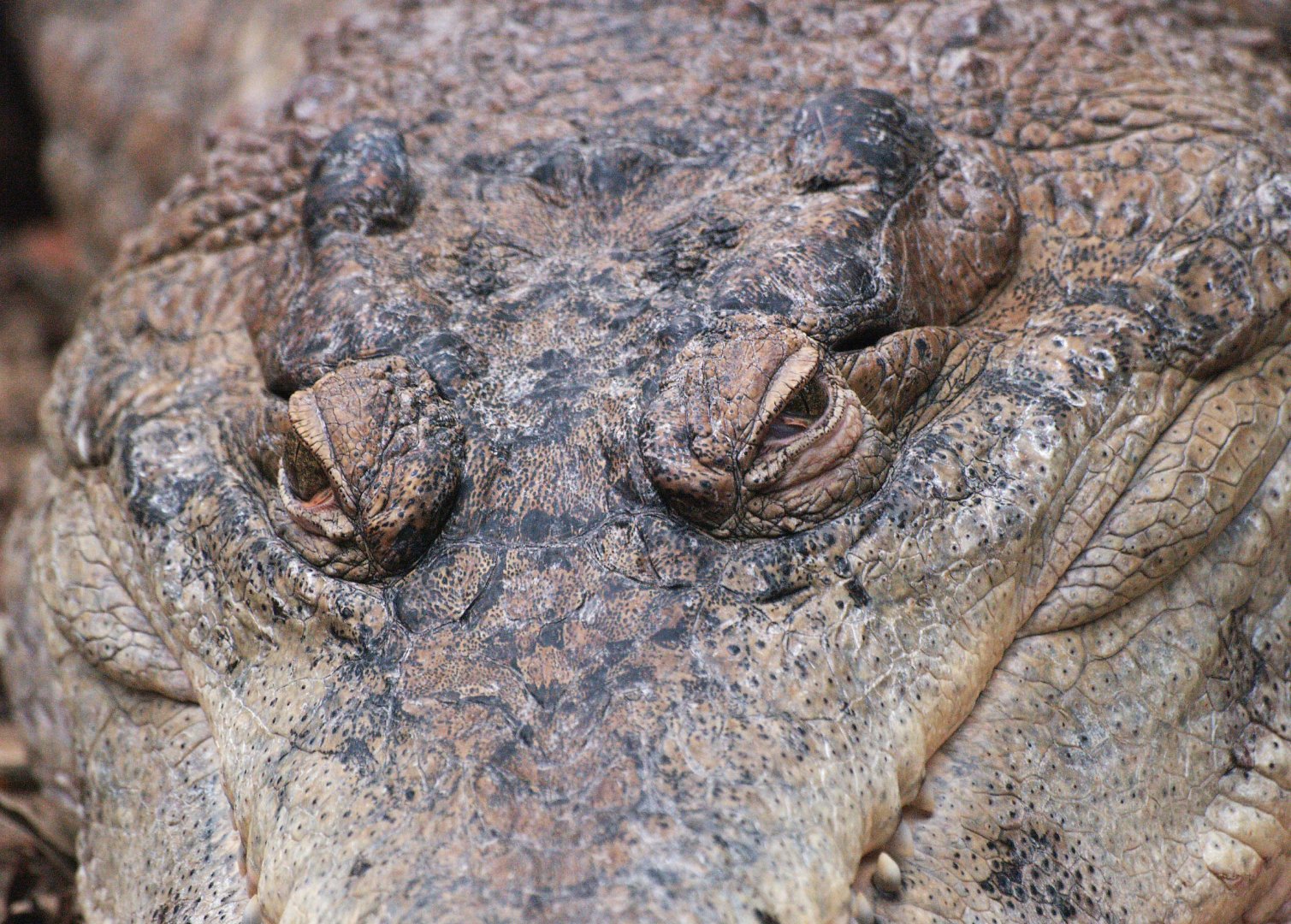 Slender-snouted crocodile (Mecistops cataphractus), 2009-04-19