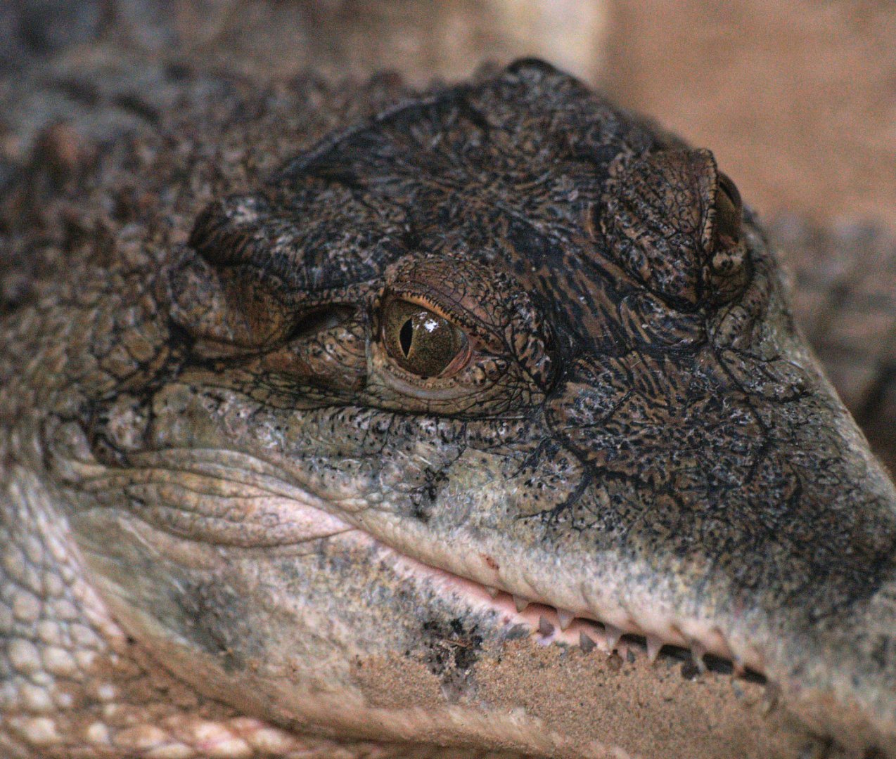 Slender-snouted crocodile (Mecistops cataphractus), 2009-04-19