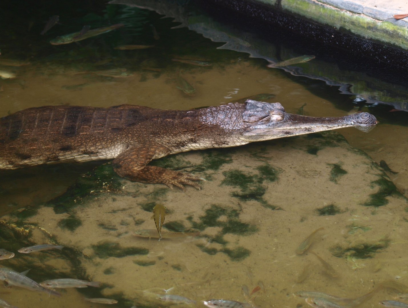 Slender-snouted crocodile (Mecistops cataphractus), 2015-07-19