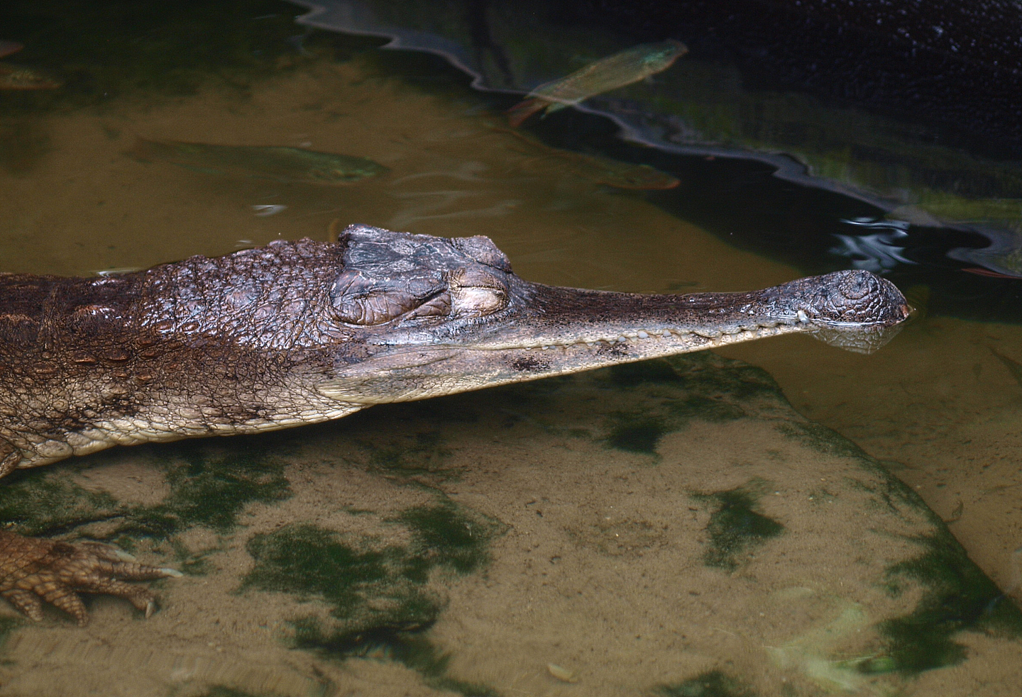 Slender-snouted crocodile (Mecistops cataphractus), 2015-07-19