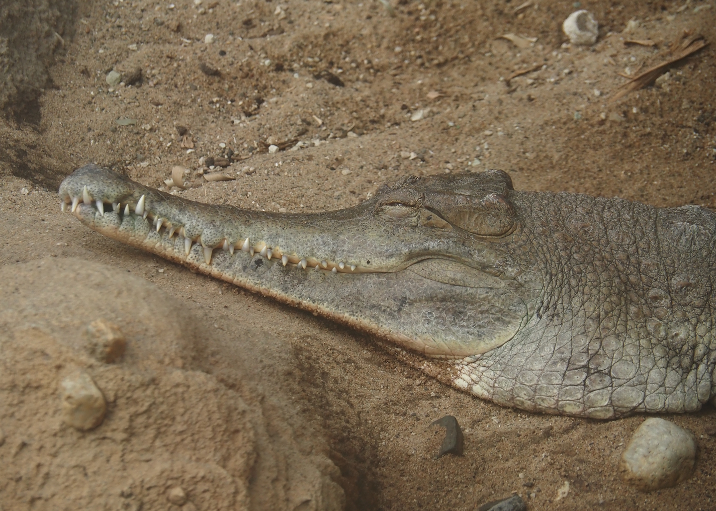 Slender-snouted crocodile (Mecistops cataphractus), 2024-06-30