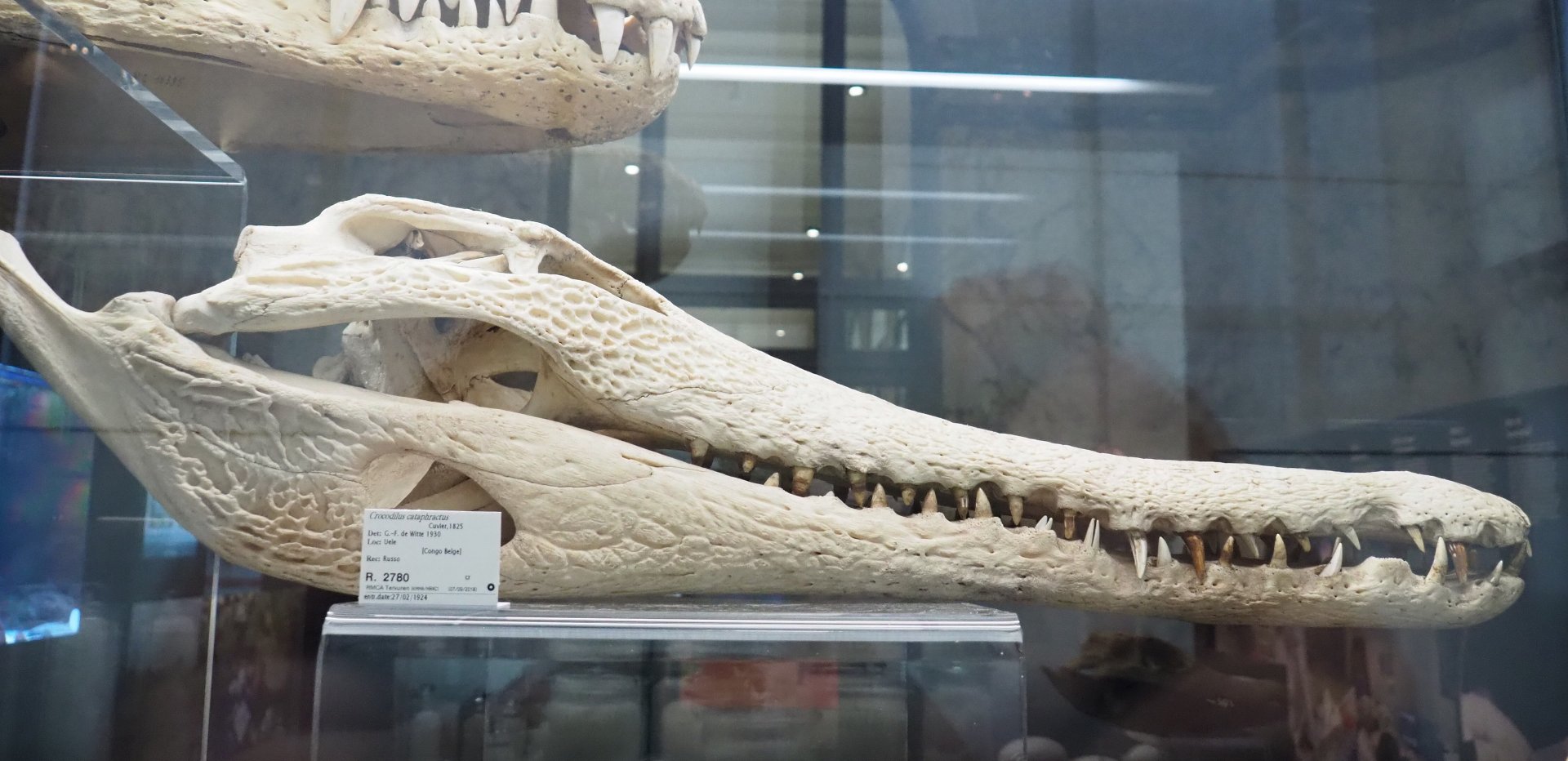 Slender-snouted crocodile (Mecistops cataphractus/leptorhynchus) skull, 2021-10-20