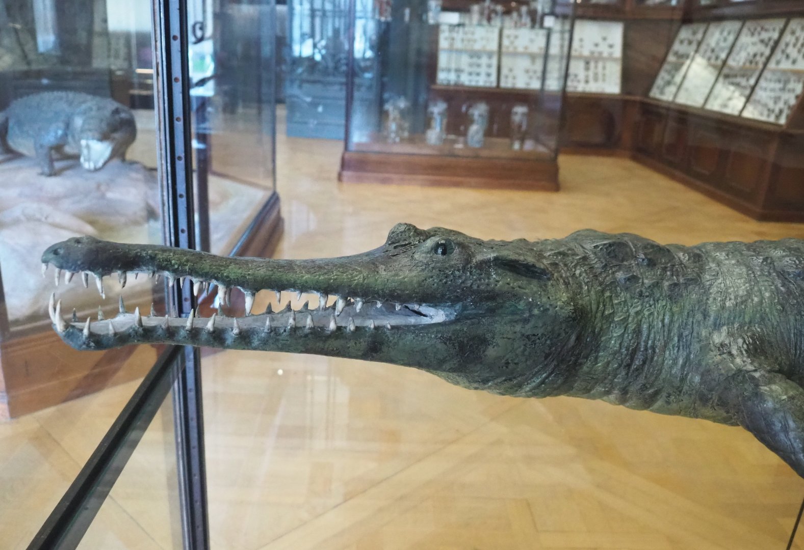 Slender-snouted crocodile (Mecistops cataphractus/leptorhynchus) specimen, 2021-10-20