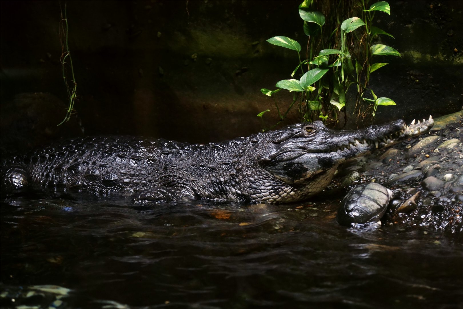 Slender-snouted Crocodile (Mecistops cataphractus)