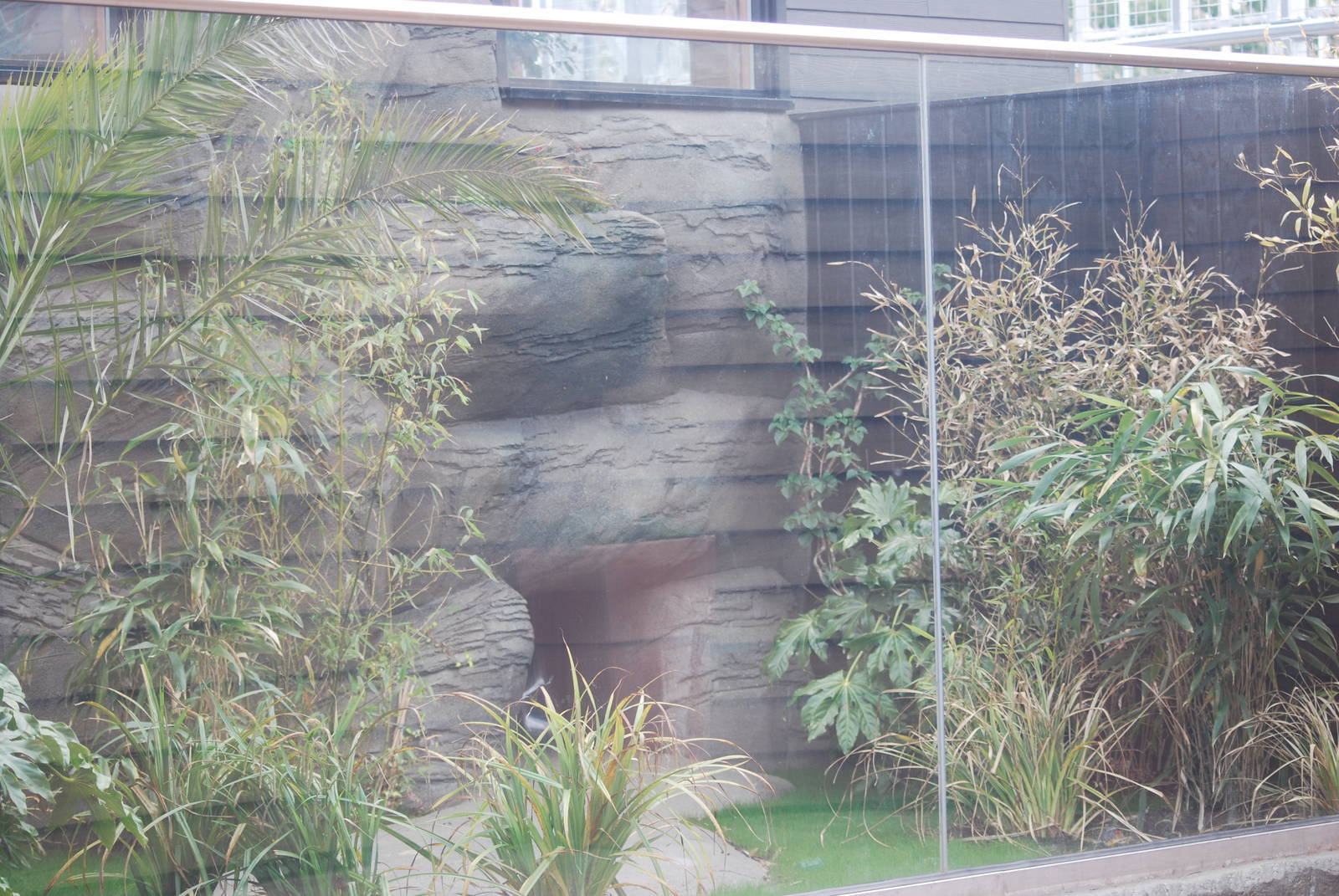 Slender-snouted crocodile outdoor enclosure