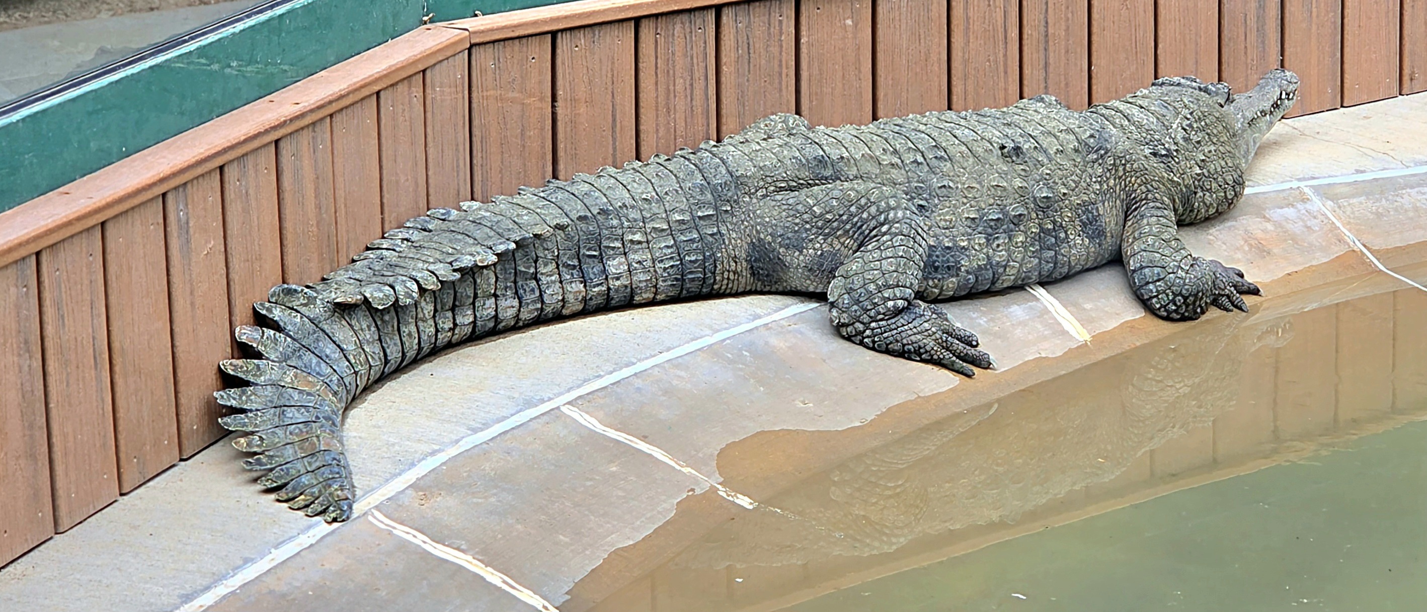 Slender-Snouted Crocodile-Reptile Gardens