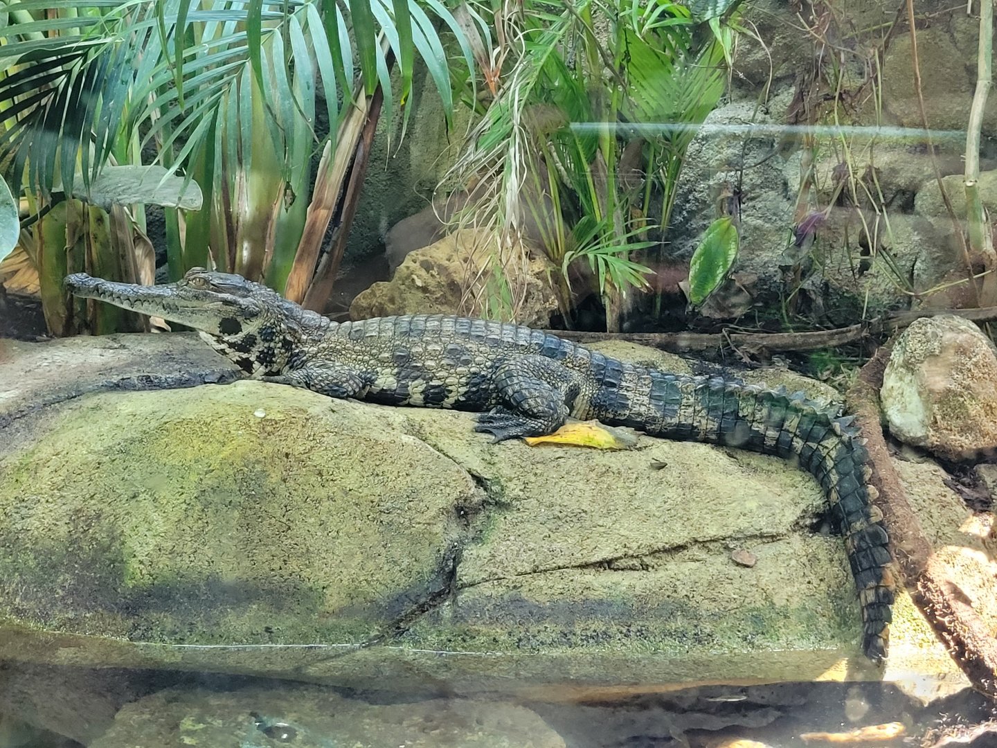 Slender-snouted crocodile -Réserve Africaine de Sigean (2022)