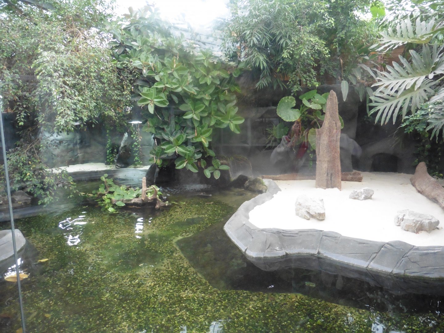 Slender-snouted Crocodile (& Tiger Barb) enclosure