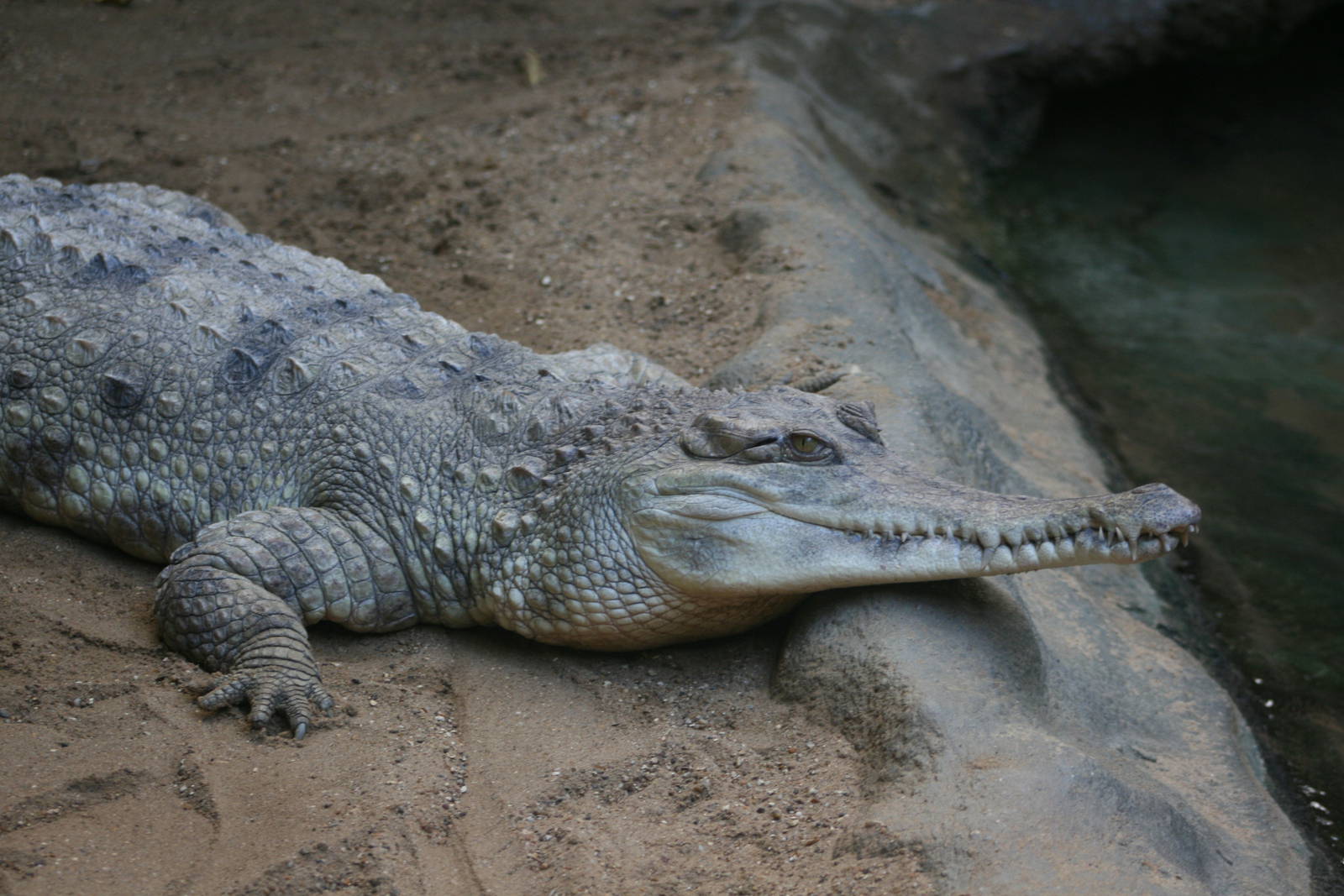 Slender-snouted crocodile