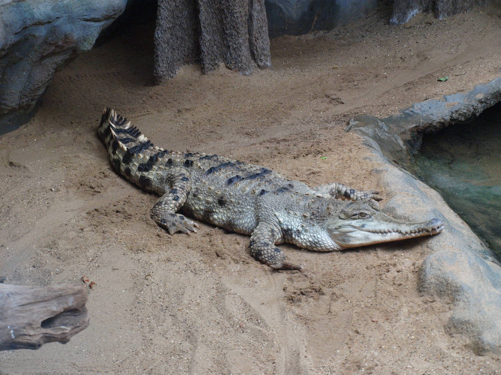 Slender-snouted Crocodile