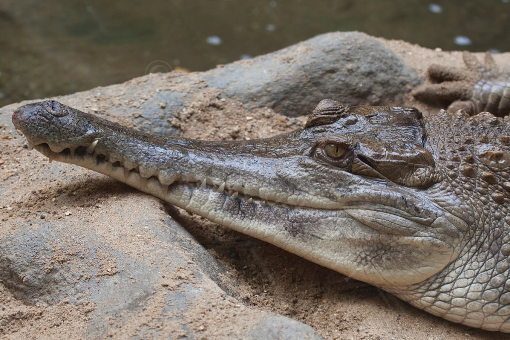 Slender Snouted Crocodile