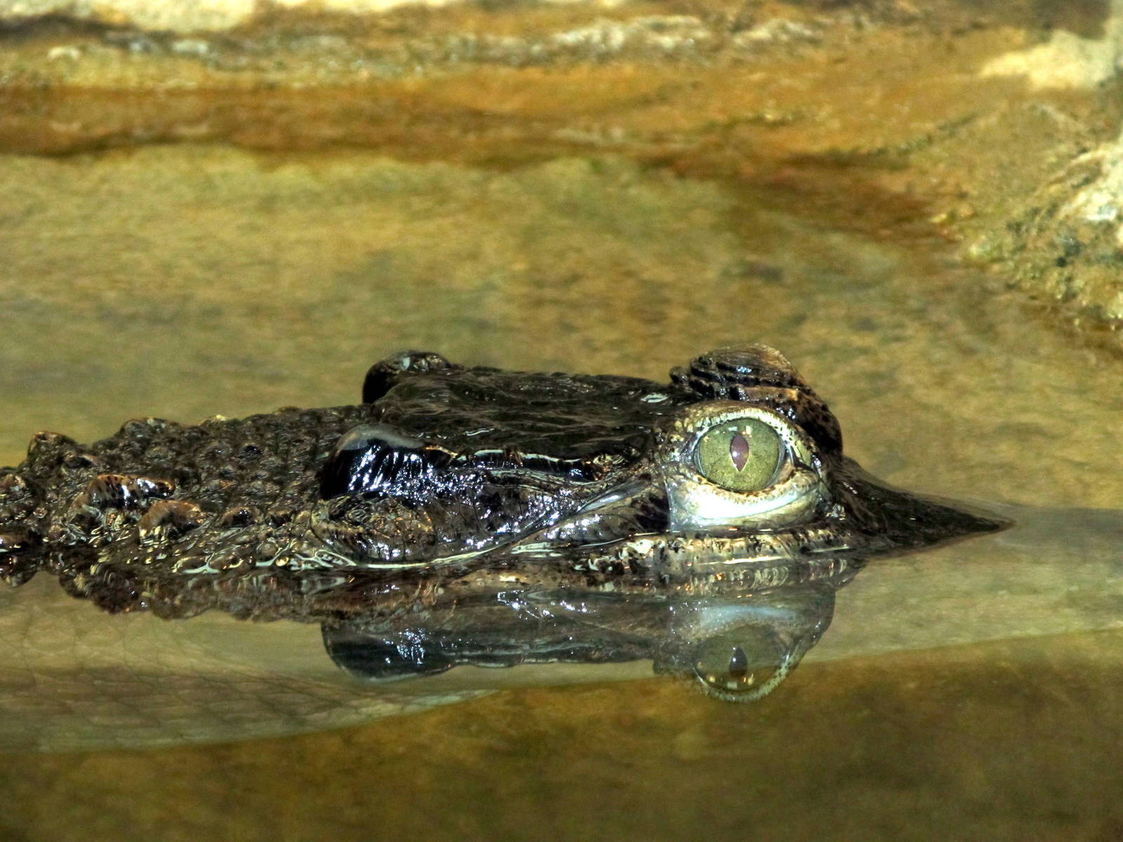 Slender-snouted Crocodile