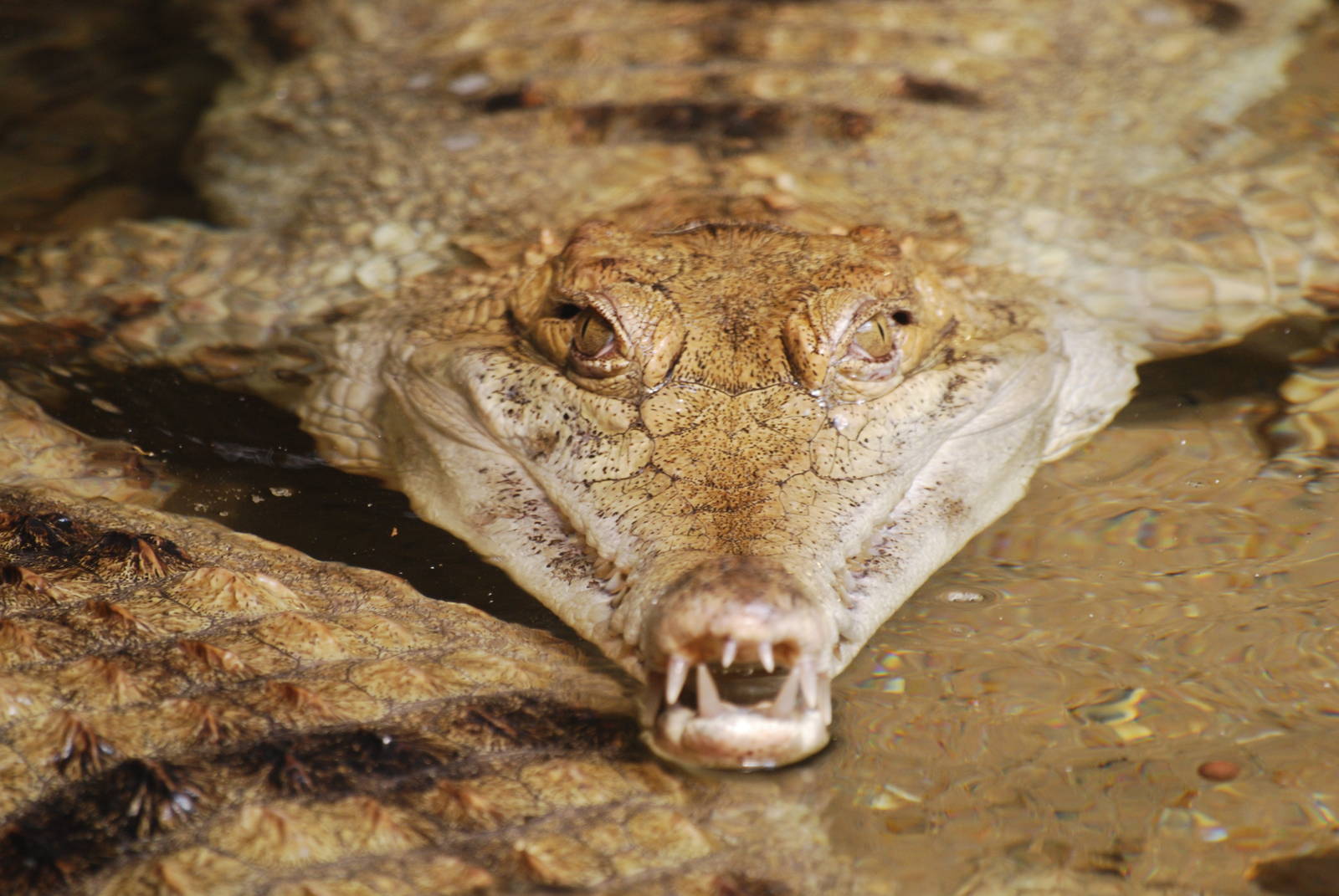 Slender-snouted crocodile