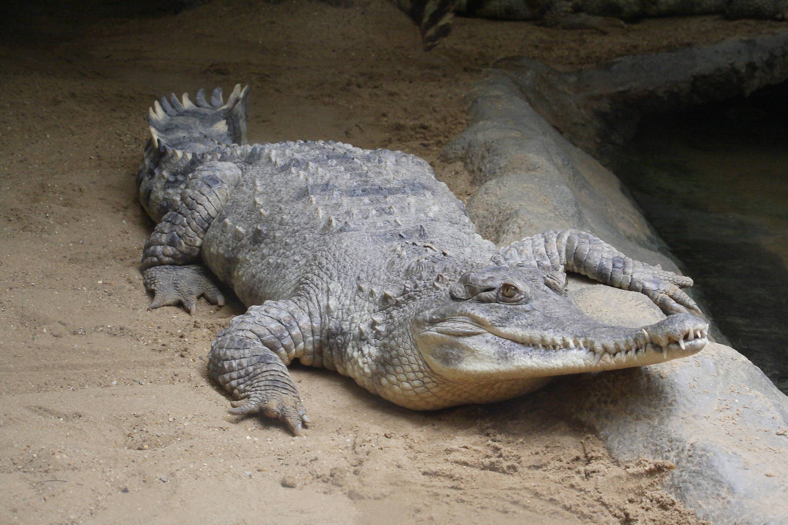 Slender-snouted crocodile