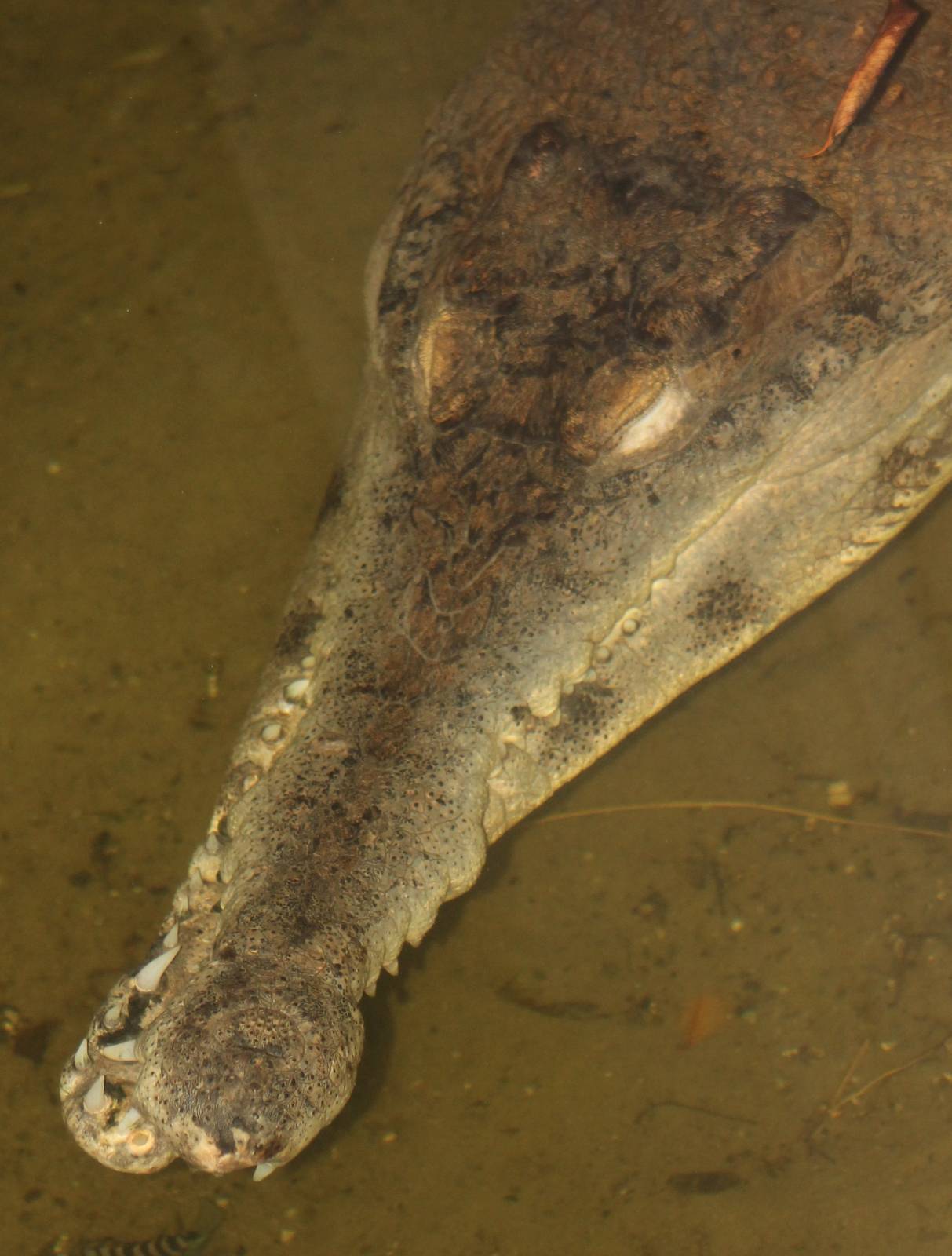 slender-snouted crocodile