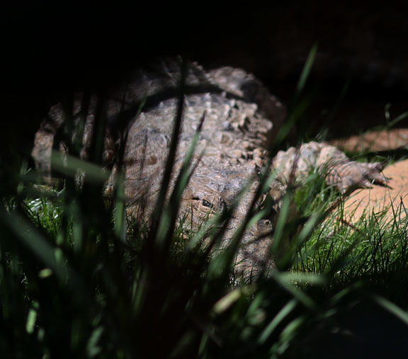 slender snouted crocodile