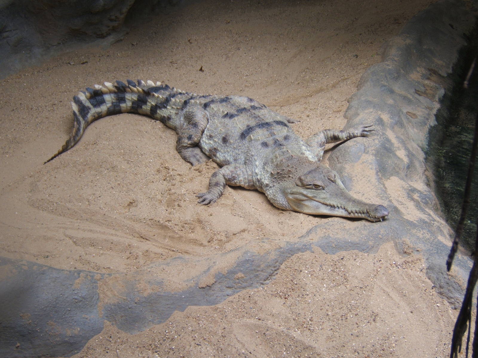 Slender-snouted Crocodile