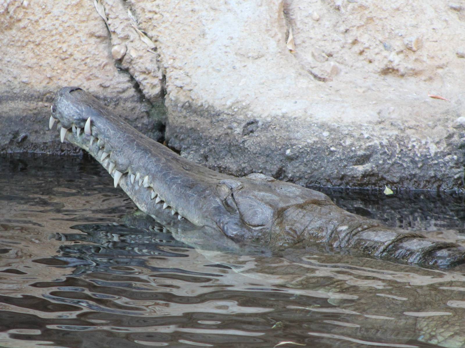 Slender-snouted crocodile