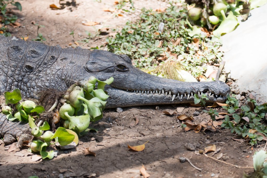 Slender-snouted Crocodile