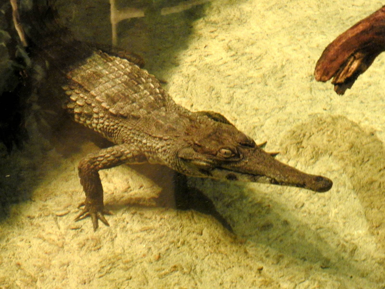 Slender Snouted Crocodile