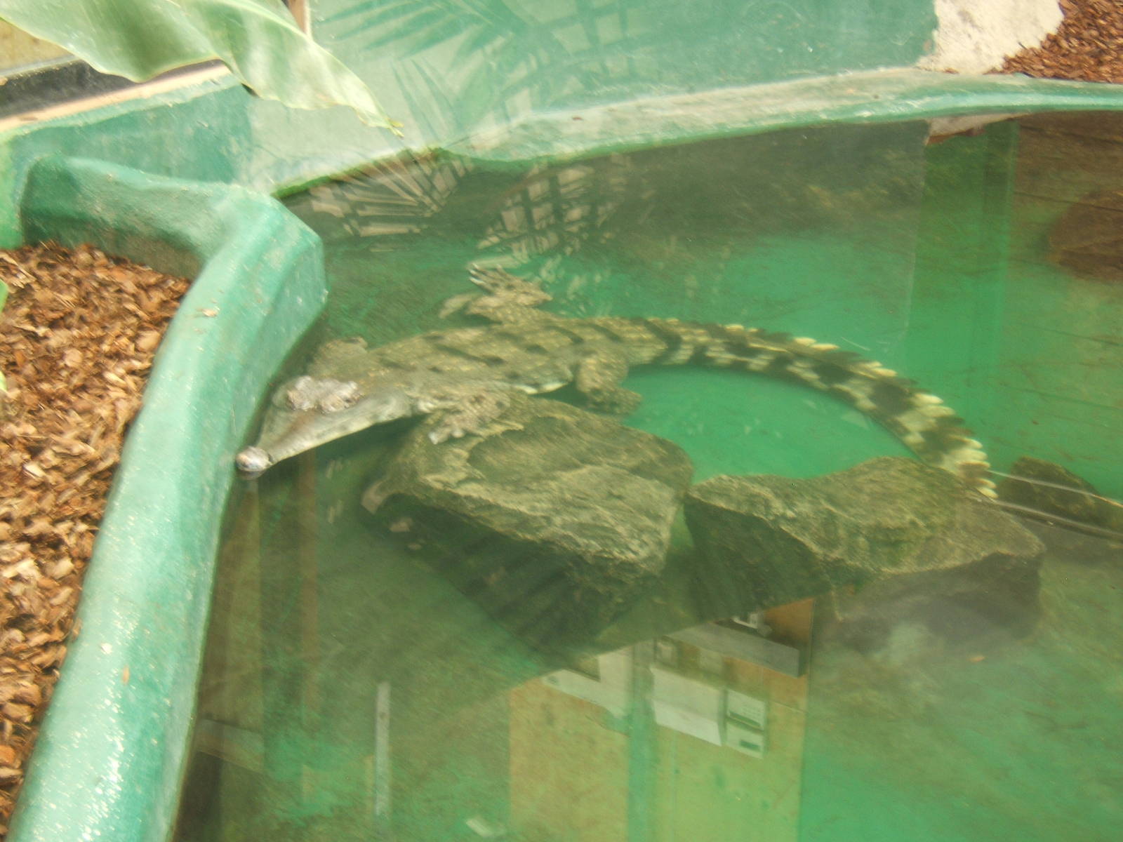 Slender-snouted Crocodile