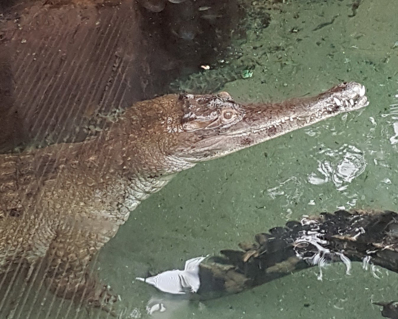 Slender-snouted crocodile