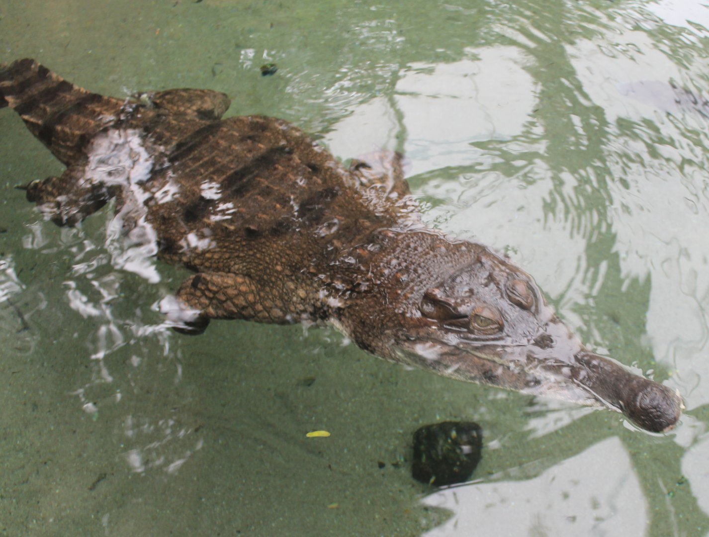 Slender-snouted crocodile