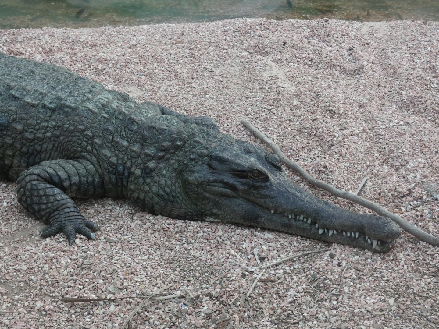 Slender-snouted Crocodile