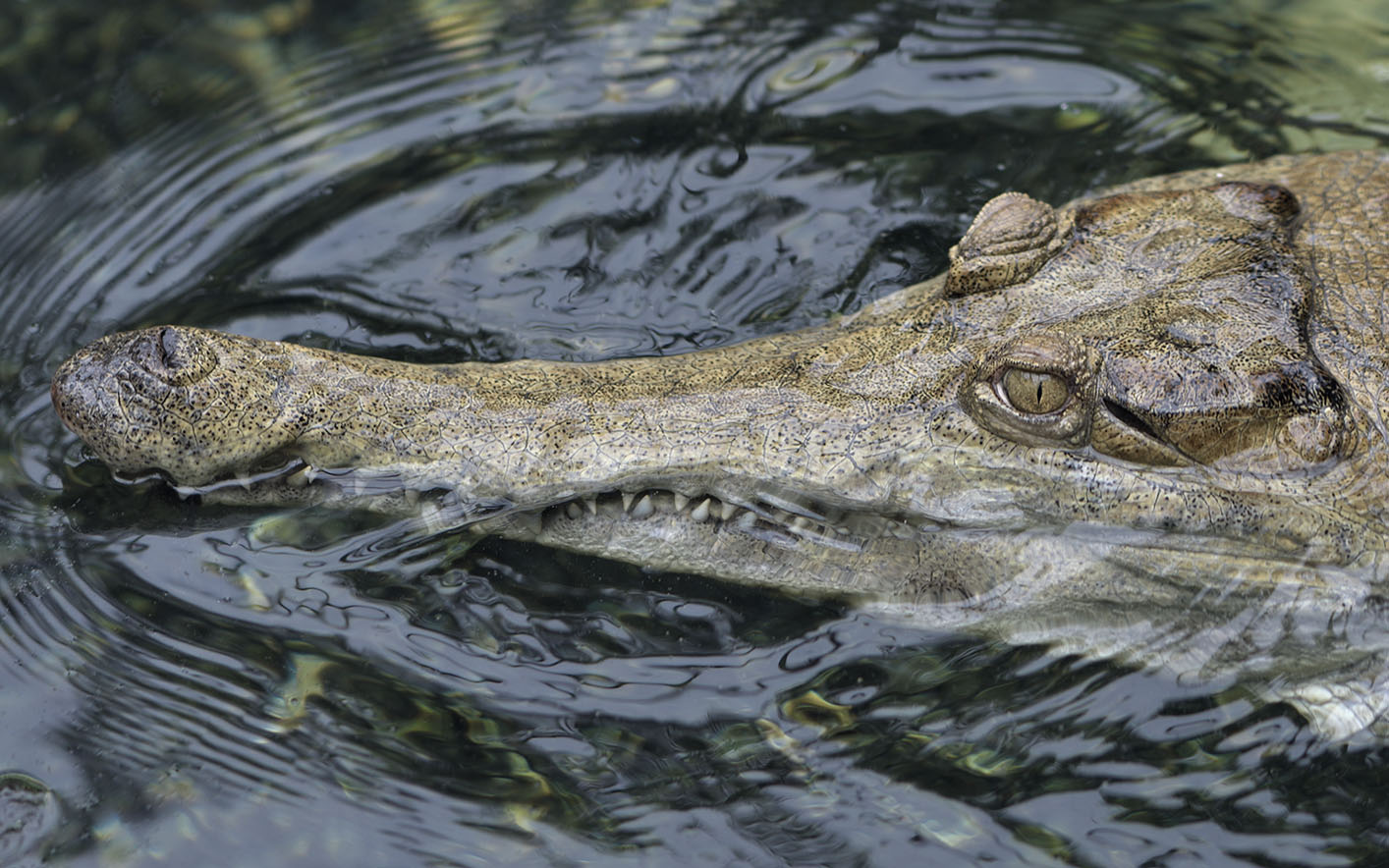 Slender-snouted crocodile