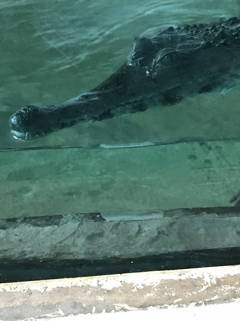 Slender-snouted crocodile