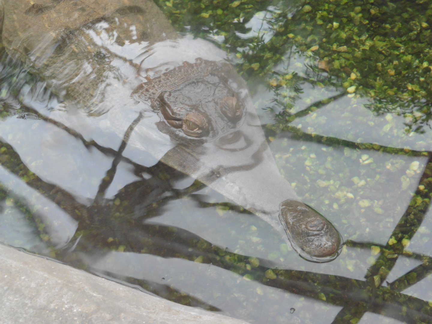 Slender-snouted Crocodile