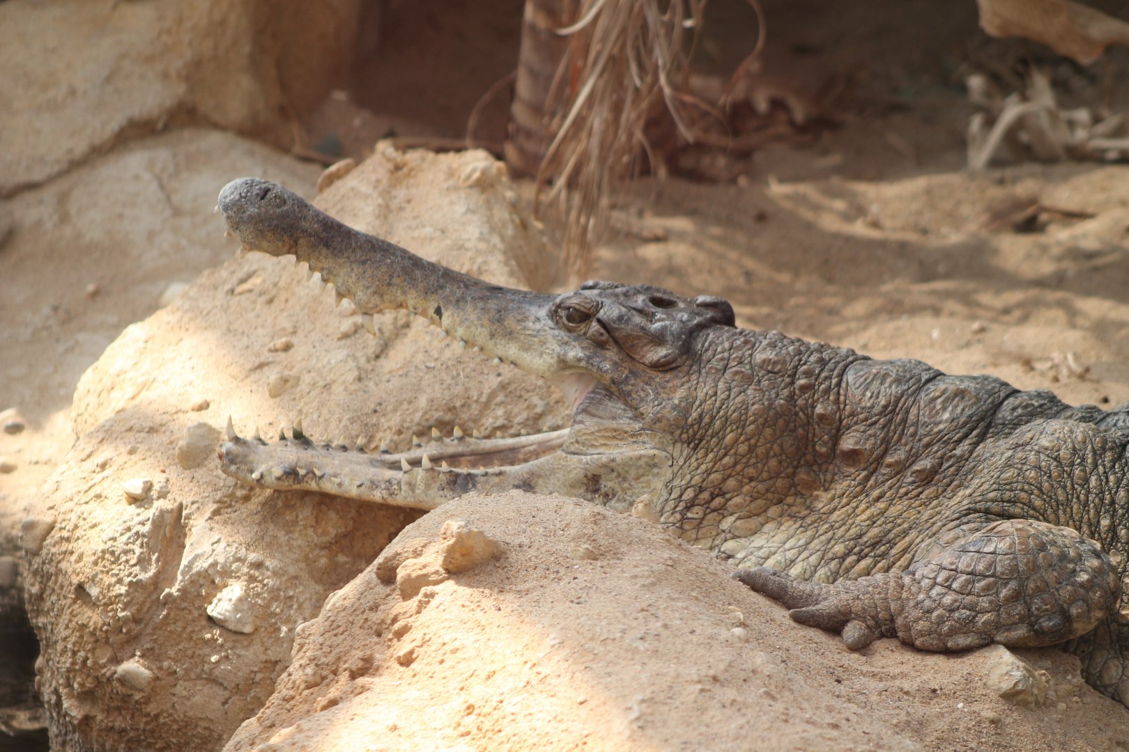 Slender-snouted crocodile