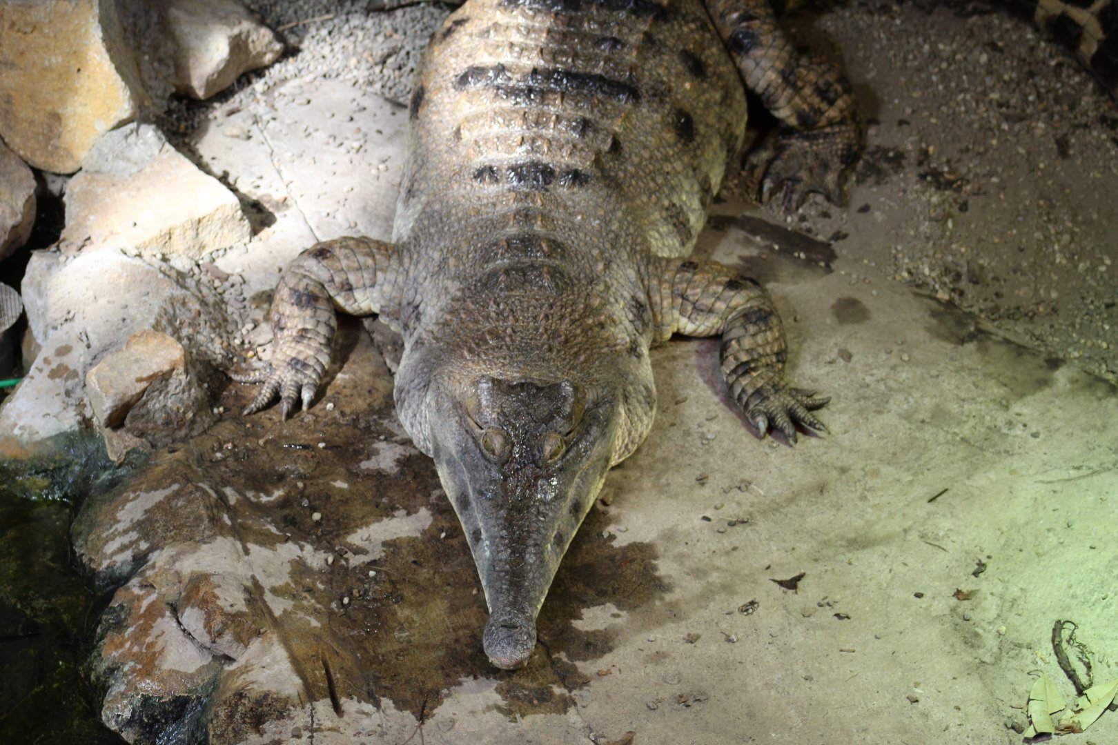 Slender-Snouted Crocodile