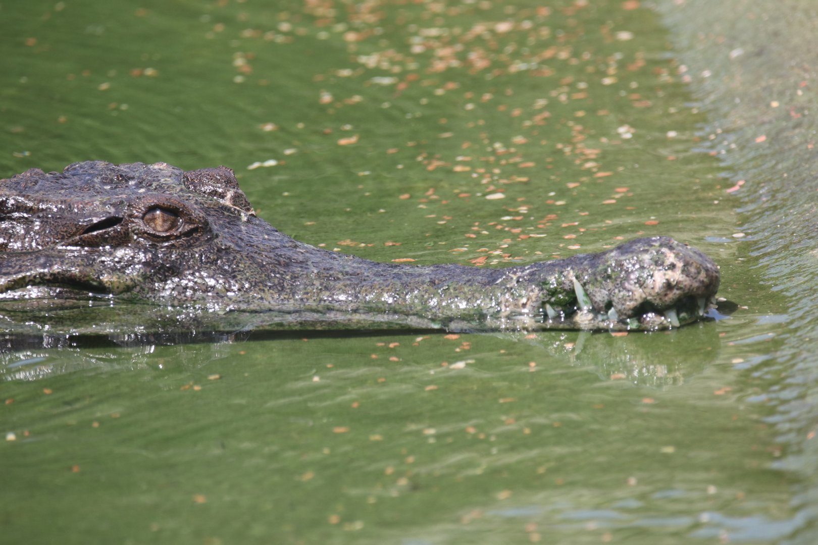 Slender-snouted crocodile