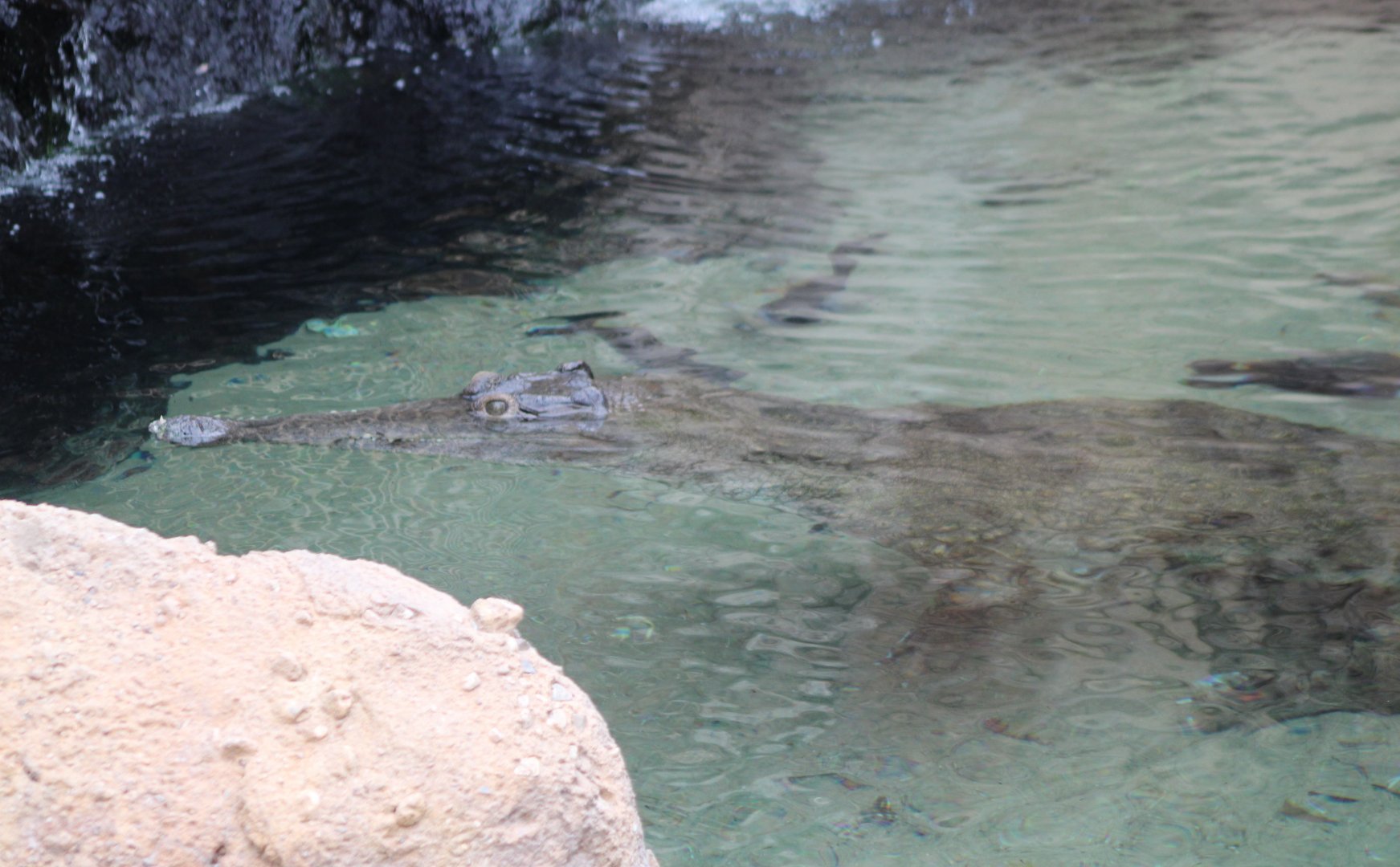 Slender-snouted crocodile