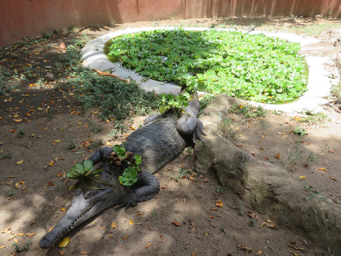 Slender-Snouted Crocodile