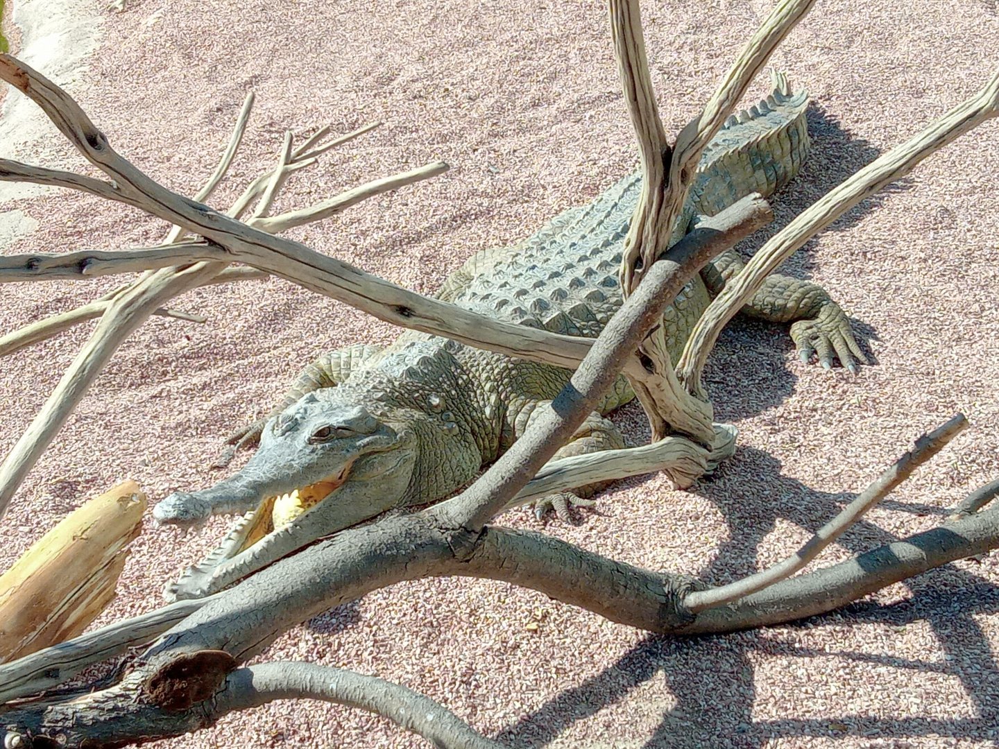 Slender-snouted crocodile