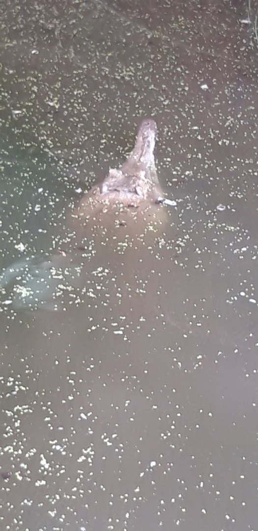 Slender-snouted Crocodile