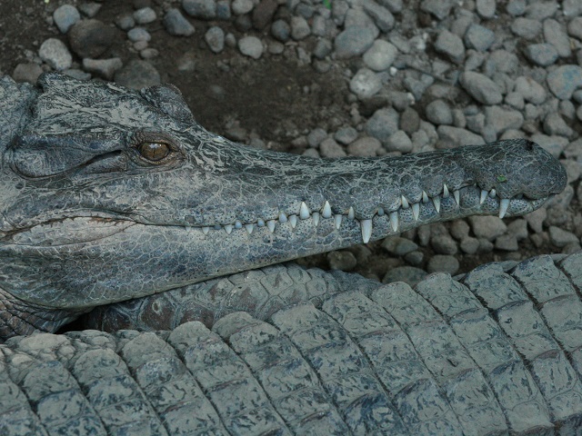 Slender-snouted Crocodile