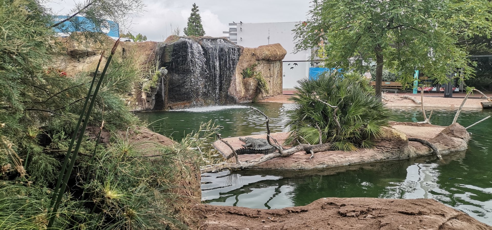 Slender-snouted crocodile